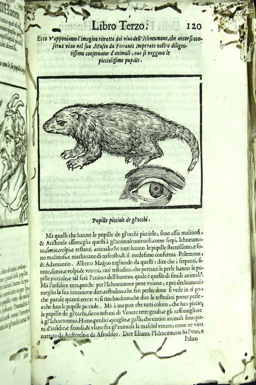 La fisionomia dell'huomo et la celeste di Gio. Battista Dalla Porta libri sei, tradotti di latino in volgare, e dall'istesso auctore accresciuti di figure, et di passi necessarij a' diverse parti dell'opera